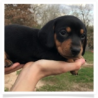 Rosie's Black and Tan Short Hair Male Miniature Dachshund Puppy With Rear Dew Claws 