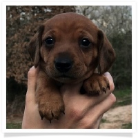 Rosie's Red Short Hair Female with dew claws on rear paws and a little white on rear toes and chest Miniature Dachshund Puppy