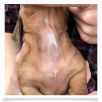 Rosie's Red Short Hair Female with dew claws on rear paws and a little white on rear toes and chest Miniature Dachshund Puppy