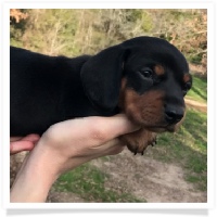 Rosie's Black and Tan Short Hair Male Miniature Dachshund Puppy