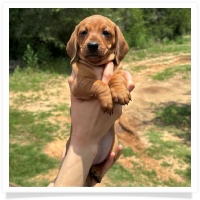 Rosie's CKC Red Short Hair Female Miniature Dachshund Puppy