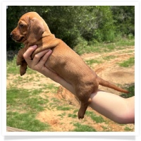Rosie's CKC Red Short Hair Female Miniature Dachshund Puppy