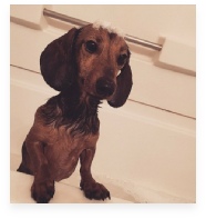 Blair the Red Miniature Dachshund in Her Happy Home!