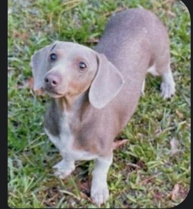 Izzy the Cream or Light Red Miniature Dachshund in Her Happy Home!