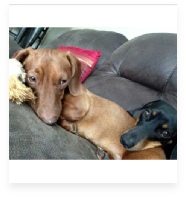 Jax and Jada the Chocolate and Black and Tan Miniature Dachshund in Their Happy Home!