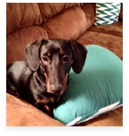 Jet the Black and Tan Miniature Dachshund in His Happy Home!