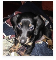 Jet the Black and Tan Miniature Dachshund in His Happy Home!