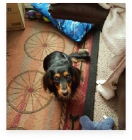 Kielbasa the Black and Tan Miniature Dachshund in His Happy Home!