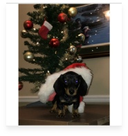 Koby the Black and Tan Miniature Dachshund in His Happy Home!