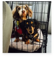 Layla and Willow the Black and Tan Miniature Dachshund in Their Happy Home!