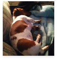 Lady Alexis the Red Piebald Miniature Dachshund in Her Happy Home!
