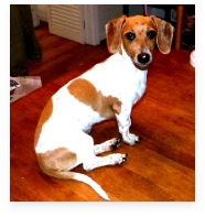 Lili the Red Piebald Miniature Dachshund in Her Happy Home!