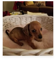 Lily the Red Dapple Miniature Dachshund in Her Happy Home!