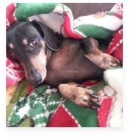 Saint Lucy the Black and Tan Miniature Dachshund in Her Happy Home!