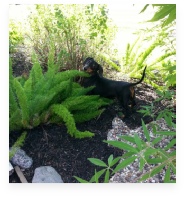 Saint Lucy the Black and Tan Miniature Dachshund in Her Happy Home!