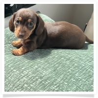 Luna's Chocolate & Tan Short Hair Female Miniature Dachshund Puppy