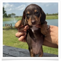 Luna's Chocolate & Tan Short Hair Female Miniature Dachshund Puppy