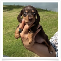 Luna's Chocolate & Tan Short Hair Female Miniature Dachshund Puppy