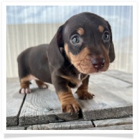 Luna's Chocolate & Tan Short Hair Female Miniature Dachshund Puppy