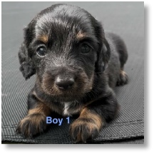 Missy's AKC Black & Tan Long Hair Male dachshund puppy