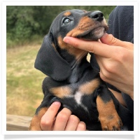 Marble's CKC Black & Tan Short Hair Male Miniature Dachshund Puppy