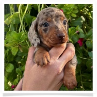 Marble's CKC Chocolate & Tan Dapple Short Hair Male  with Blue Eyes Miniature Dachshund Puppy