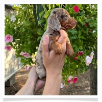 Marble's CKC Chocolate & Tan Dapple Short Hair Male  with Blue Eyes Miniature Dachshund Puppy