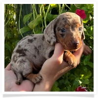 Marble's CKC Chocolate & Tan Dapple Short Hair Male  with Blue Eyes Miniature Dachshund Puppy