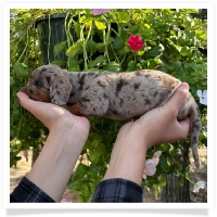 Marble's CKC Chocolate & Tan Dapple Short Hair Male  with Blue Eyes Miniature Dachshund Puppy