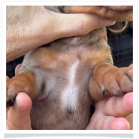 Marble's CKC Chocolate & Tan Dapple Short Hair Male  with Blue Eyes Miniature Dachshund Puppy