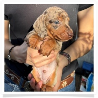 Marble's CKC Chocolate & Tan Dapple Short Hair Male  with Blue Eyes Miniature Dachshund Puppy