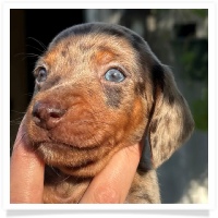 Marble's CKC Chocolate & Tan Dapple Short Hair Male  with Blue Eyes Miniature Dachshund Puppy