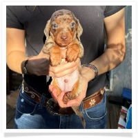 Marble's CKC Chocolate & Tan Dapple Short Hair Male  with Blue Eyes Miniature Dachshund Puppy