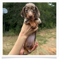 Marble's CKC Chocolate & Tan Dapple Short Hair Female Miniature Dachshund Puppy