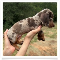 Marble's CKC Chocolate & Tan Dapple Short Hair Female Miniature Dachshund Puppy