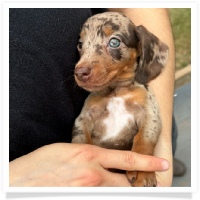 Marble's CKC Chocolate & Tan Dapple Short Hair Female Miniature Dachshund Puppy