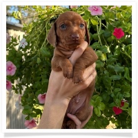 Marble's CKC Chocolate Based (also called Dilute) Red Short Hair Male with Blue Eyes Miniature Dachshund Puppy