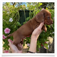 Marble's CKC Chocolate Based (also called Dilute) Red Short Hair Male with Blue Eyes Miniature Dachshund Puppy