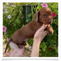 Marble's CKC Chocolate Based (also called Dilute) Red Short Hair Male with Blue Eyes Miniature Dachshund Puppy