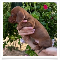 Marble's CKC Chocolate Based (also called Dilute) Red Short Hair Male with Blue Eyes Miniature Dachshund Puppy