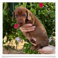 Marble's CKC Chocolate Based (also called Dilute) Red Short Hair Male with Blue Eyes Miniature Dachshund Puppy