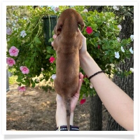 Marble's CKC Chocolate Based (also called Dilute) Red Short Hair Male with Blue Eyes Miniature Dachshund Puppy