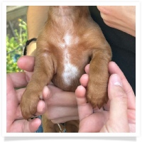 Marble's CKC Chocolate Based (also called Dilute) Red Short Hair Male with Blue Eyes Miniature Dachshund Puppy