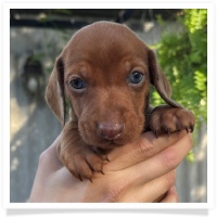 Marble's CKC Chocolate Based (also called Dilute) Red Short Hair Male with Blue Eyes Miniature Dachshund Puppy