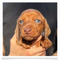 Marble's CKC Chocolate Based (also called Dilute) Red Short Hair Male with Blue Eyes Miniature Dachshund Puppy