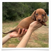 Marble's CKC Chocolate Based Red Short Hair Male Miniature Dachshund Puppy