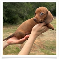 Marble's CKC Chocolate Based Red Short Hair Male Miniature Dachshund Puppy