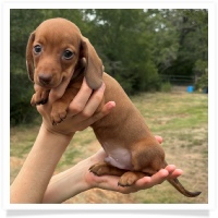 Marble's CKC Chocolate Based Red Short Hair Male Miniature Dachshund Puppy