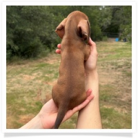 Marble's CKC Chocolate Based Red Short Hair Male Miniature Dachshund Puppy