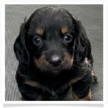 Missy's AKC Black & Tan Longhair Male Miniature Dachshund Puppy